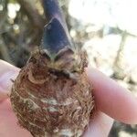 Colocasia esculenta Фрукт