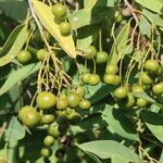 Boscia mossambicensis Fruto
