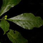 Solanum rovirosanum Плод