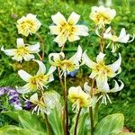Erythronium californicum Flor