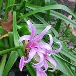 Crinum × powellii অভ্যাস