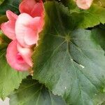 Begonia grandis Leaf