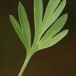 Fumaria gaillardotii Leaf