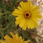 Crepis foetida Blüte