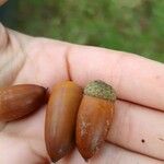 Lithocarpus edulis Frukto
