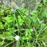 Cyperus sesquiflorus 葉