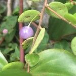 Sphyrospermum buxifolium Blatt