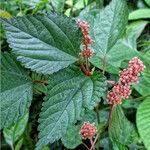 Laportea interrupta 葉