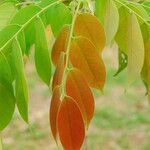 Bobgunnia fistuloides Hoja