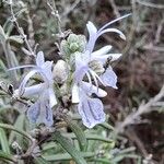 Salvia jordanii ফুল