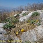 Sternbergia sicula आदत