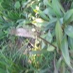 Drimia pancration Flor
