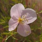 Oenothera pallida Blomma