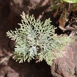 Artemisia thuscula Leaf