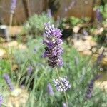 Lavandula angustifoliaFloare