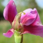 Lathyrus tingitanus Flower