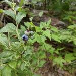 Vaccinium angustifolium Frugt