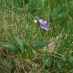 Viola caninaBlomma