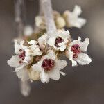 Rhus microphylla Flower