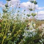 Salvia argentea Blomma