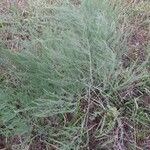 Asparagus officinalisLeaf