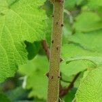 Rubus alceifolius Bark