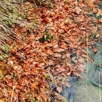 Potamogeton coloratus Leaf