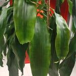 Dracaena fragrans Folha