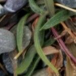 Oenothera magellanica