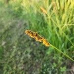 Carex vulpinoidea Flor