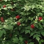 Actaea rubra Fruchs