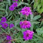 Verbena rigida 整株植物