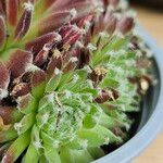 Sempervivum arachnoideum পাতা