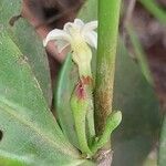 Mascarenhasia arborescens Flor