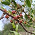 Coriaria myrtifolia Fruit
