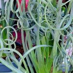 Albuca spiralis Folha