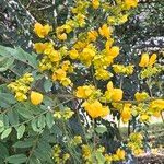 Senna spectabilis Kwiat