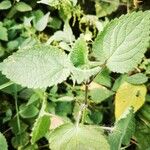 Stachys sylvatica Blatt