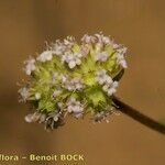 Valerianella coronata Fruit