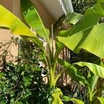 Musa basjoo ഇല