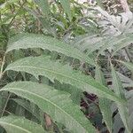 Polyscias filicifolia পাতা
