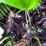 Scoliopus bigelovii Květ