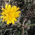 Crepis foetida Blüte