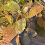 Potamogeton coloratus Leaf