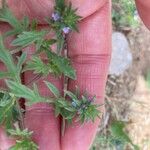 Verbena bracteata Blüte