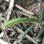 Selenicereus grandiflorus Leaf