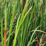 Typha orientalis 整株植物