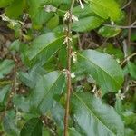 Elaeagnus multiflora Лист