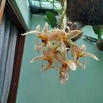 Stanhopea oculata Flower