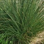 Juncus inflexus Leaf